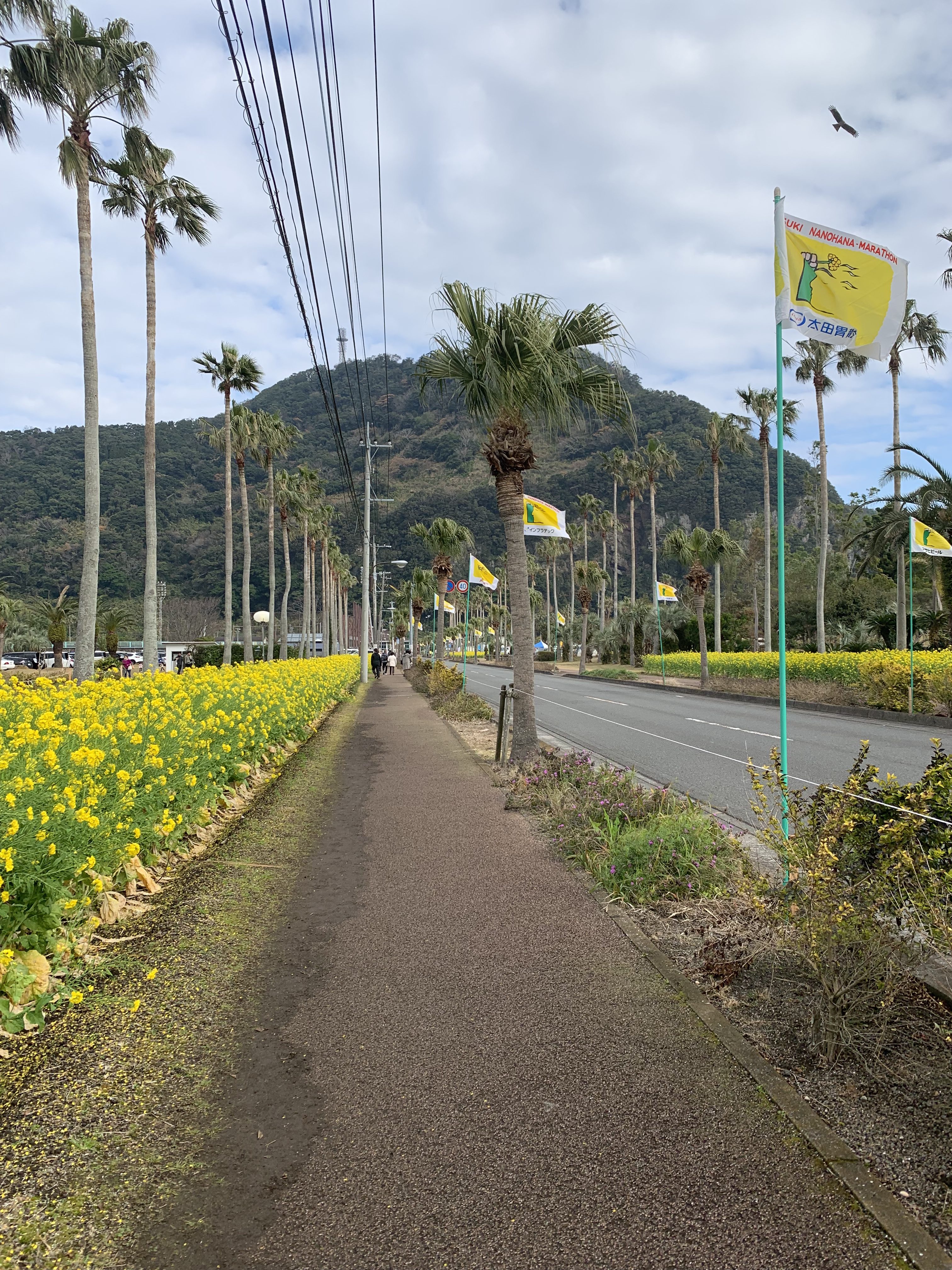 応援レポ 第38回 いぶすき菜の花マラソン スポ縁かごしま 応援レポ 第38回 いぶすき菜の花マラソン スポ縁かごしま